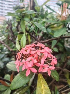 龙船花