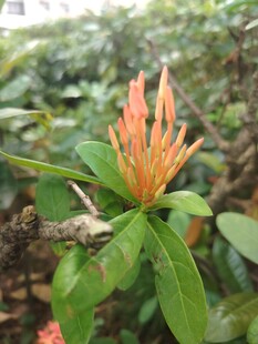 龙船花