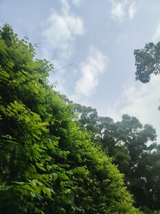 绿意盎然的茂密树林