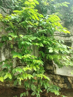 墙边繁茂绿植生机盎然