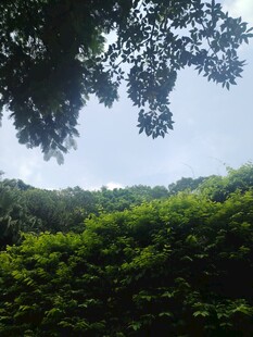 绿意盎然的山林景致