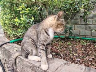 石台上的猫咪