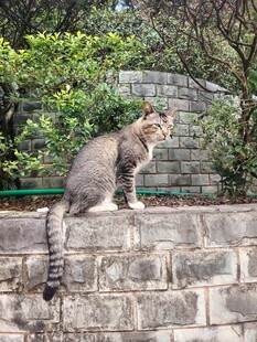 石墙上的灰猫