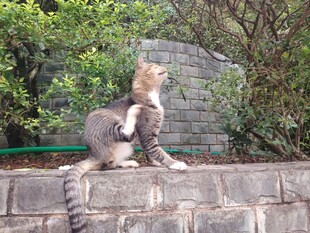石墙上的猫咪