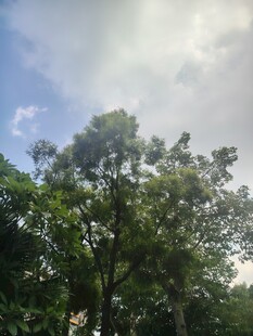 阳光下的葱郁树木