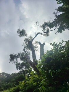 高耸的树木