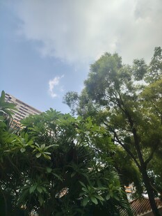 绿树掩映下的建筑一角