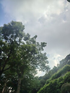 山林间的葱郁树冠