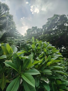 绿意盎然的繁茂植物景观