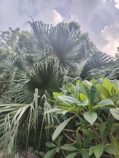 茂密丛林中的多样植物景观
