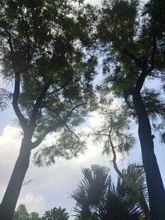 仰视林间树木与天空