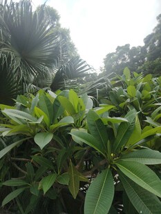 繁茂绿植展现自然生机