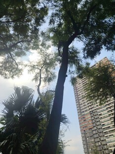 城市中高耸大树
