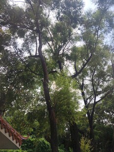 茂密树林中的阳光景象