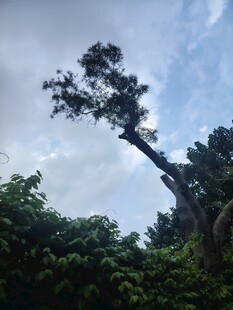 孤树挺立在葱郁山林间