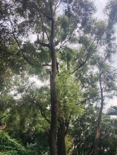 茂密树林中的高大树木