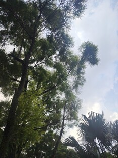 林间树梢望蓝天