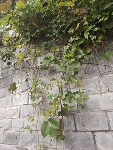 石墙上攀爬的绿色植物