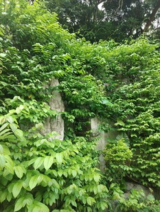 藤蔓绿植 