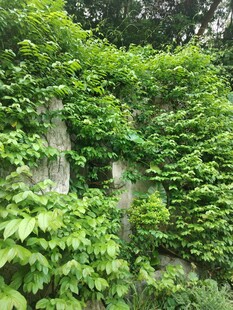 爬满绿植的石墙