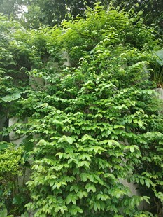 翠绿藤蔓覆盖的繁茂景象