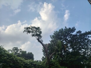 蓝天白云下的繁茂树林