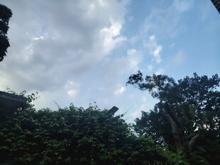 蓝天绿树间的清新景致