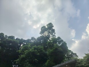蓝天白云下的茂密树林