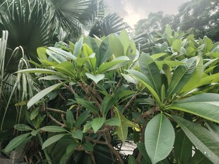 绿叶繁茂的绿植景观