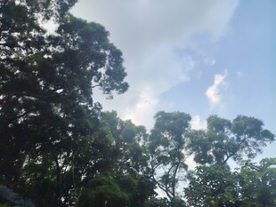 林间蓝天与繁茂树冠