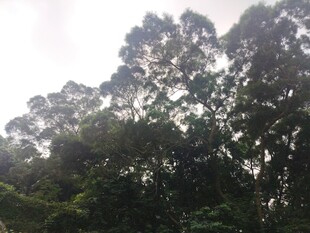 茂密树林