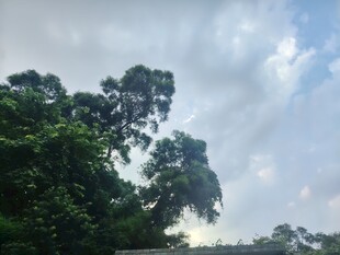 蓝天白云下的茂密树林