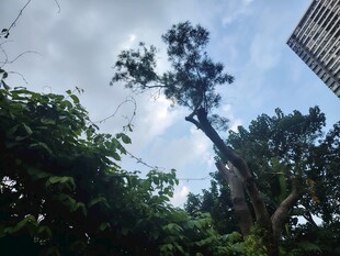 高耸树木与周边繁茂绿植