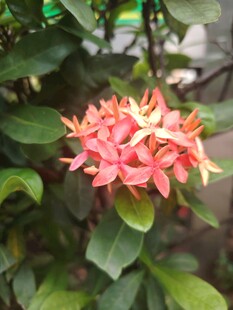 龙船花