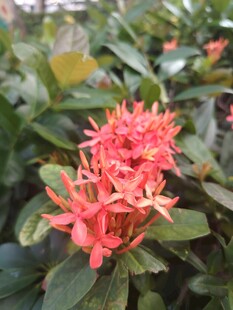 龙船花