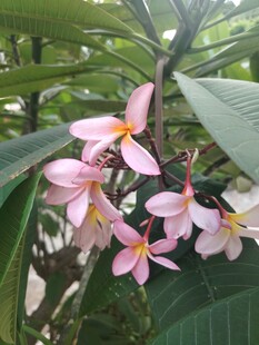 鸡蛋花