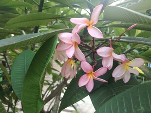 鸡蛋花