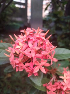龙船花