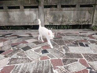 小猫