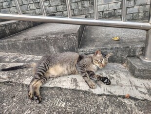 路边酣睡的条纹猫咪
