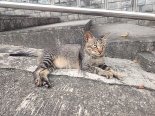 慵懒猫咪惬意趴卧