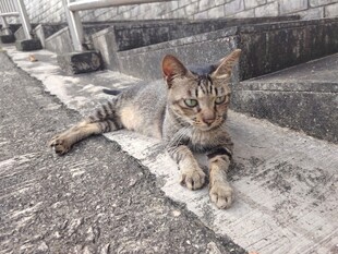 户外趴卧的可爱斑纹猫咪