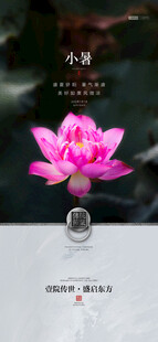 绽放的粉色莲花