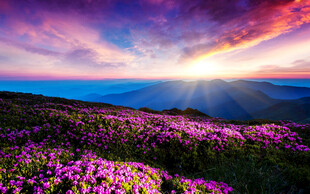 花海日出美景