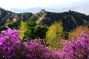 山花烂漫中的壮丽山峦