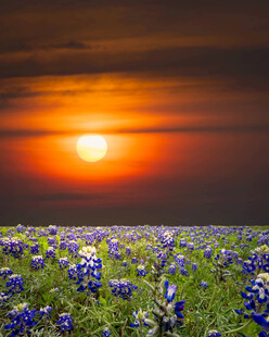 夕阳下的蓝花楹花海