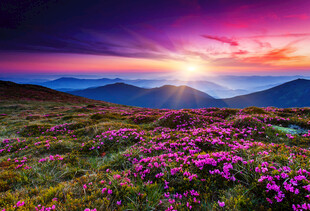 花海日落美景