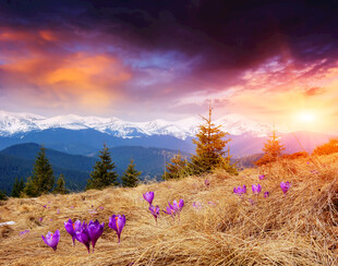 山间紫花伴壮丽日落美景