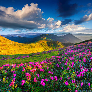 花海山峦间的梦幻美景