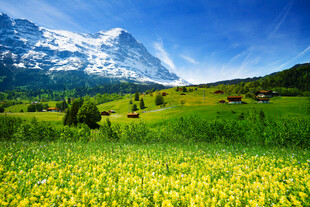 山间绿野黄花与雪山美景